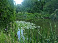 Bagatelle waterlily pond
